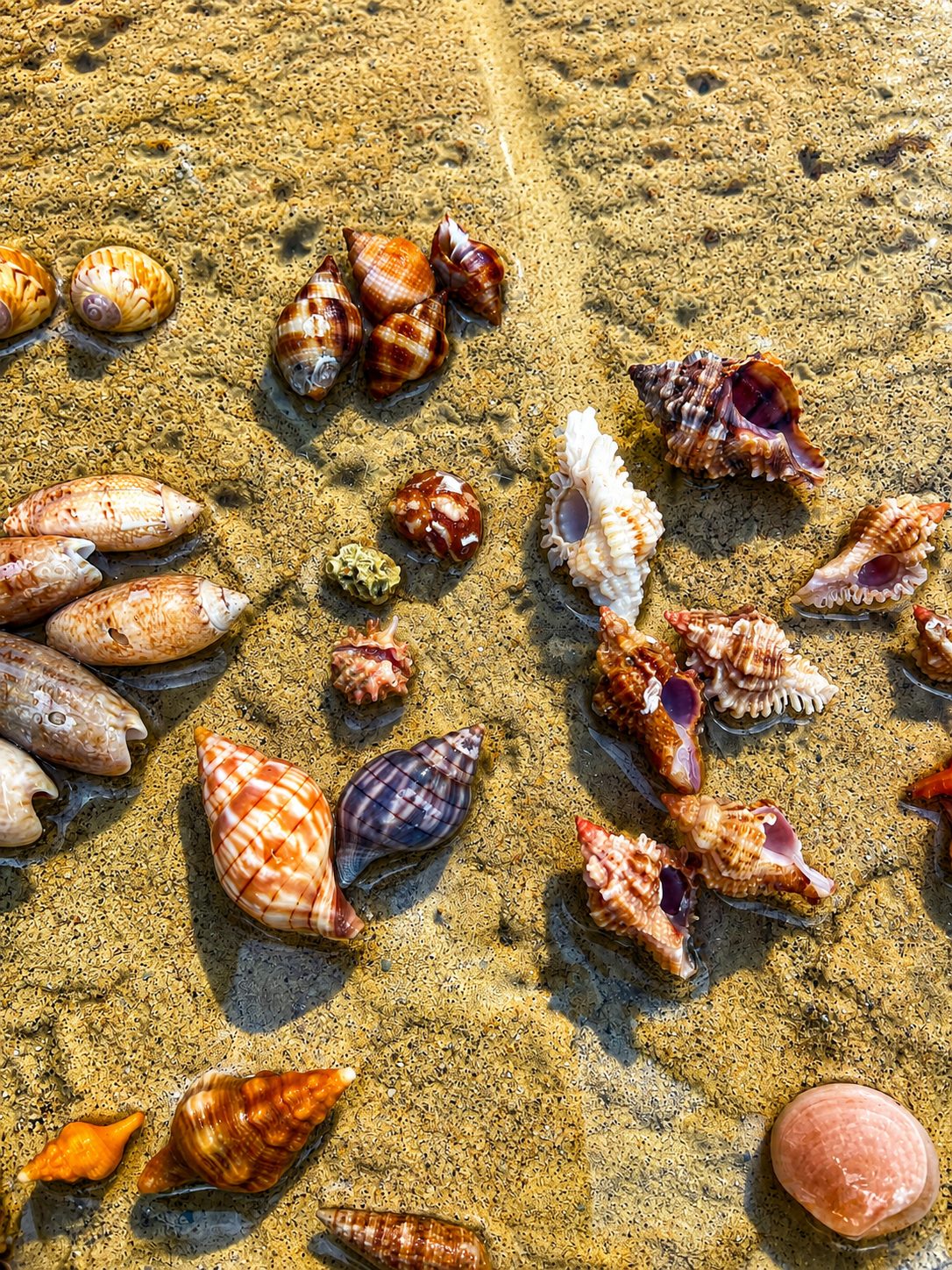 Seashells on a Marco Island beach