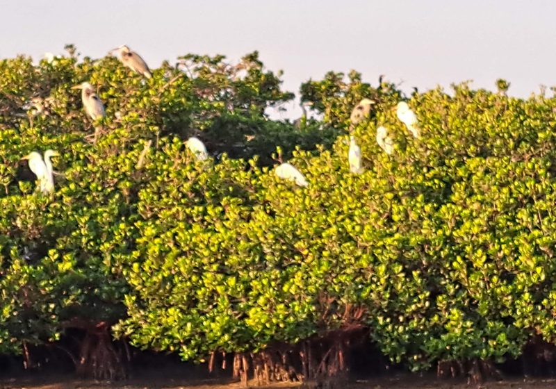 Everglades National Park Tours