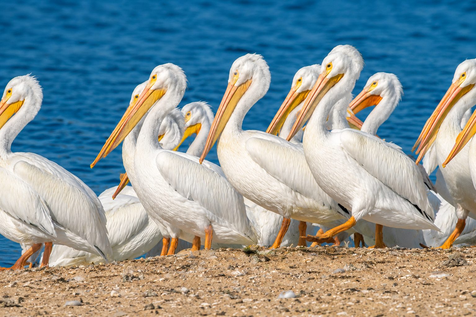 Wildlife Tours Marco Island
